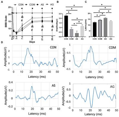 Positive effect of microvascular proliferation on functional recovery in experimental cervical spondylotic myelopathy